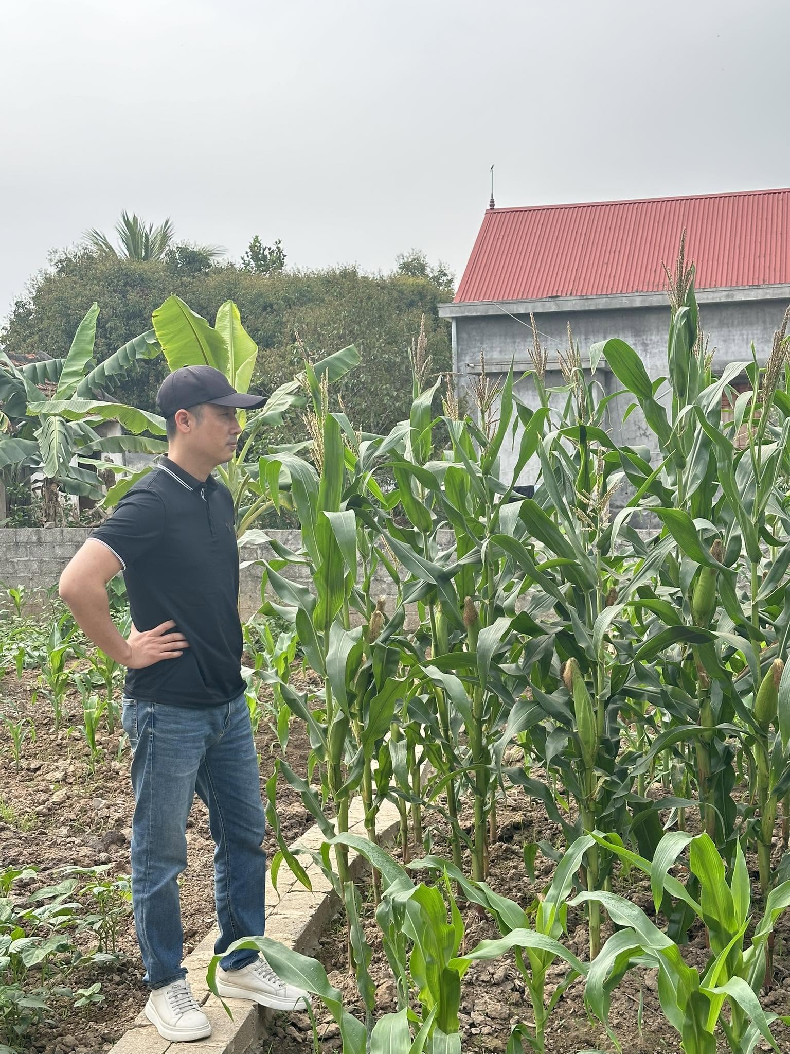 Người đàn ông đội mũ lưỡi trai đứng chống nạnh bên luống ngô, phía sau là nhà mái tôn đỏ ở vùng quê
